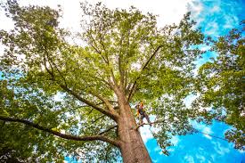 Best Weed Control  in West Haverstraw, NY