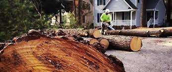 Best Emergency Tree Removal  in West Haverstraw, NY