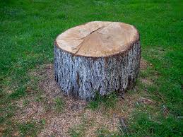 Best Palm Tree Trimming  in West Haverstraw, NY